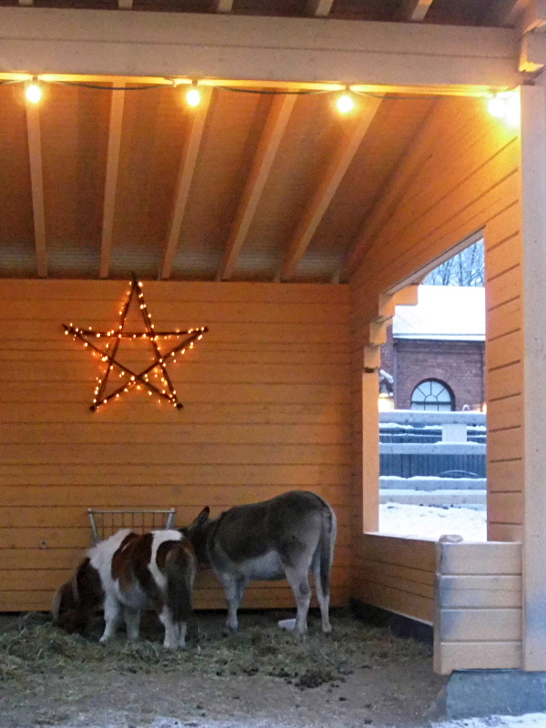 L'âne et le poney à Tallipiha