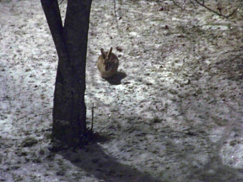 Sur la pelouse en bas de chez nous, des lapins nous rendent visite - ils sont énormes ! 