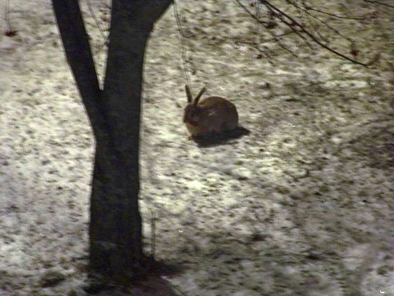Sur la pelouse en bas de chez nous, des lapins nous rendent visite - ils sont énormes ! 