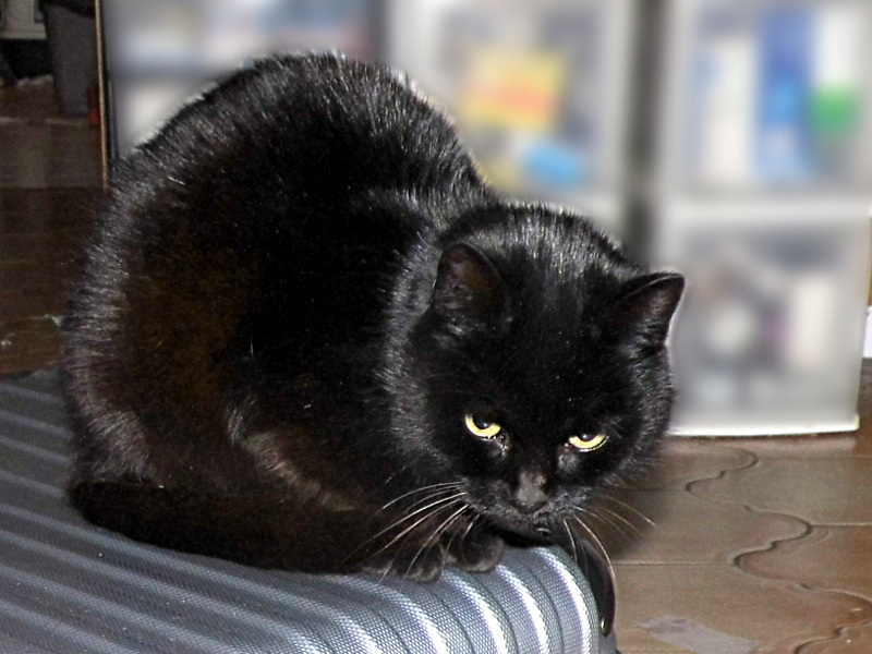 Baïla sur la valise