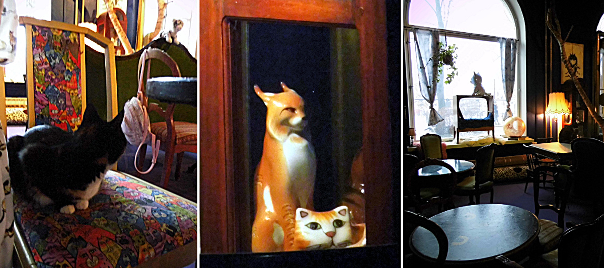 un café avec des chats et des jolis décors