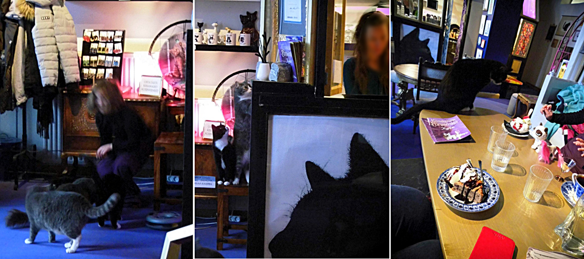 un café avec des chats et des jolis décors