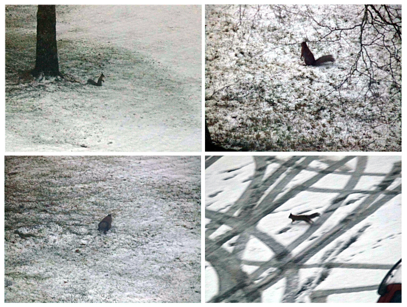 Notre ami l'écureuil